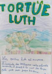Tortue luth